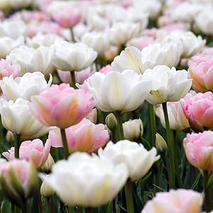 Spring Combination Ideas, Bulb Combinations, Plant Combinations, Flowerbeds Ideas, Spring Borders, Tulip Mount Tacoma, Tulip Angelique, Tulip Finola, Tulipa Mount Tacoma, Tulipa Angelique